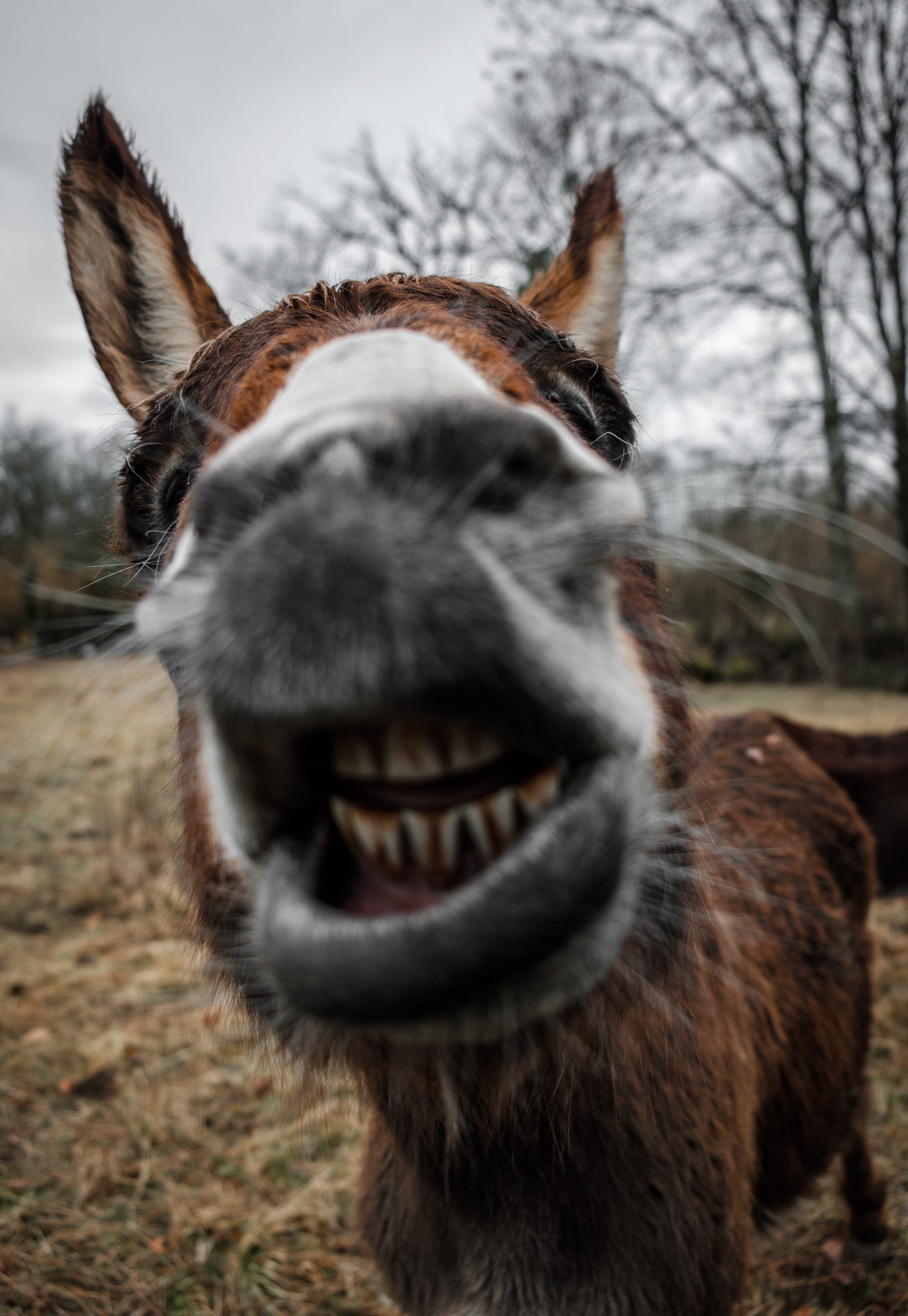 Souriez, vous êtes forcés!