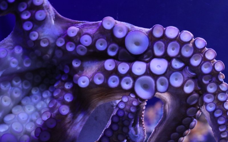 Le Salut par le poulpe