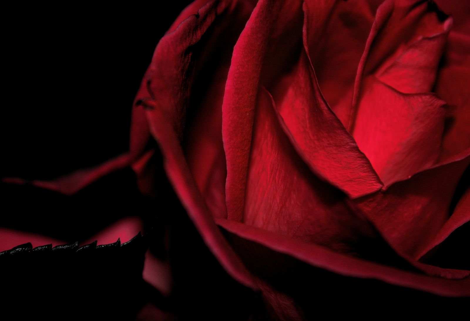 « Dark romance » : poison ou miroir de la condition humaine ?