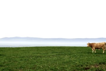 Suisses, neutres et paisibles